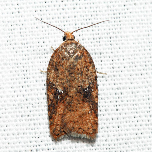 Acleris stadiana (Barnes & Busck, 1920)