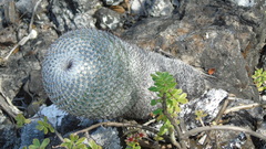 Mammillaria albilanata