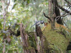 Parus minor