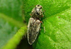 Cardiophorus convexus