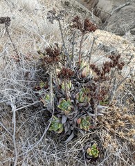 Dudleya palmeri
