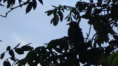 Turdus fuscater