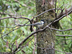 Parus minor