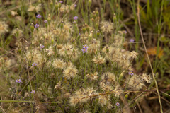 Vittadinia cuneata