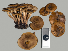 Pholiota subflammans