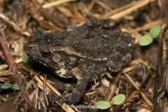 Ingerophrynus quadriporcatus