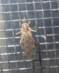 Sylvicola fenestralis