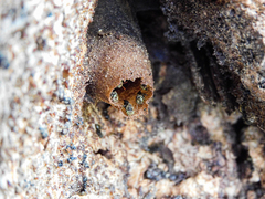 Nannotrigona perilampoides