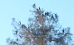 Patagioenas fasciata