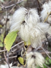 Clematis catesbyana