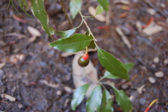 Damburneya salicifolia
