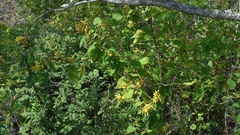 Salvia lasiantha