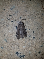 Prionoxystus macmurtrei