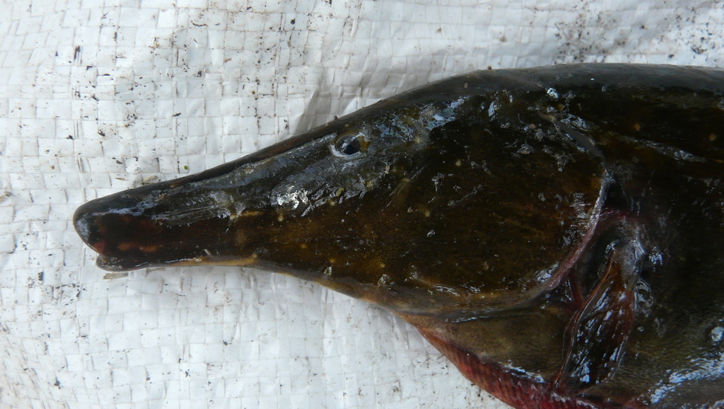 Rhamphichthys hahni