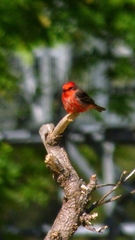 Pyrocephalus rubinus rubinus