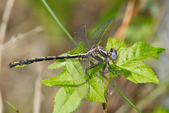 Phanogomphus oklahomensis