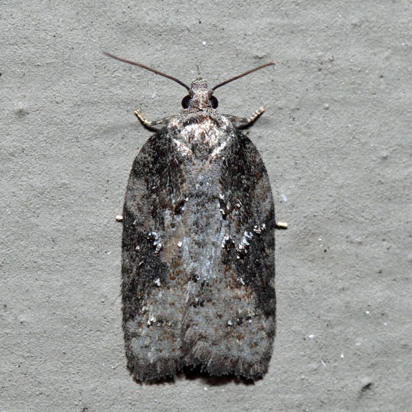Small Aspen Leaftier Moth