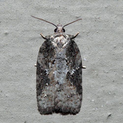 Small Aspen Leaftier Moth (Acleris fuscana) · iNaturalist