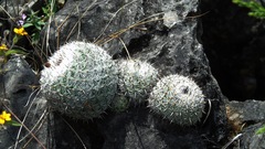 Mammillaria albilanata