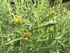 Stagmomantis resacae