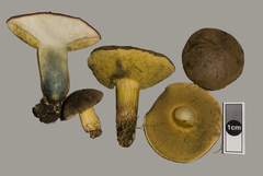 Xerocomellus cisalpinus