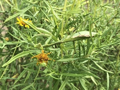 Stagmomantis resacae