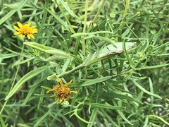 Stagmomantis resacae