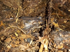 Incilius nebulifer