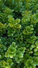 Aglaia odorata microphyllina