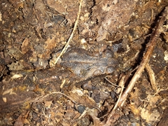 Incilius nebulifer