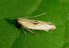 Monochroa gilvolinella