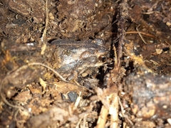Incilius nebulifer