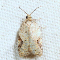 Acleris semiannula