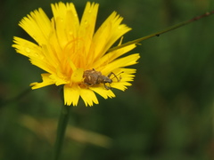 Mimographus