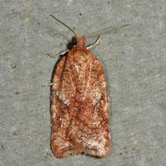 Acleris stadiana
