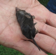 Cryptotis hondurensis