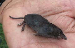 Cryptotis hondurensis