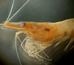 Temnocephalidae