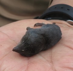 Cryptotis hondurensis