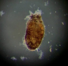 Temnocephalidae