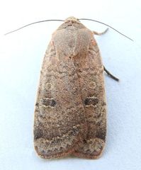 Abagrotis reedi