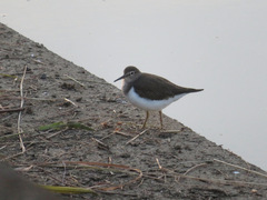 Actitis hypoleucos