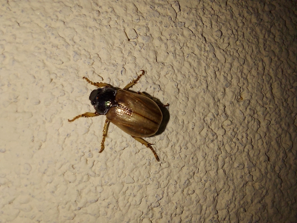 Leucothyreus noctivagus