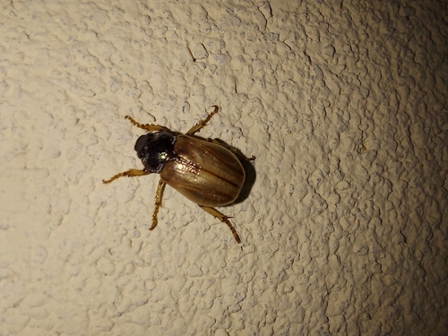 Leucothyreus noctivagus