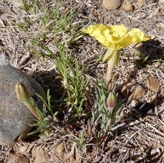 Oenothera lavandulifolia