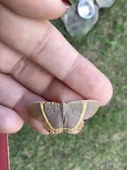 Phrygionis paradoxata