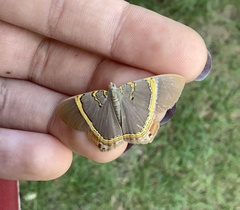 Phrygionis paradoxata