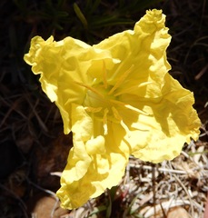Oenothera lavandulifolia