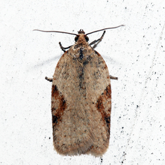 Acleris comandrana