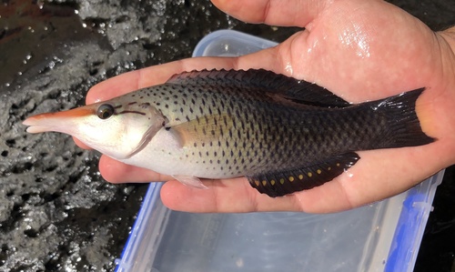 Bird Wrasse